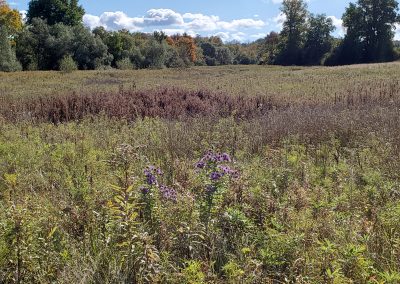 Sessions Road Wetland Delineation
