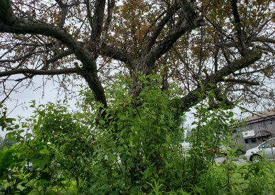 CDS Housing Monarch Commons Endangered and Threatened Species Survey