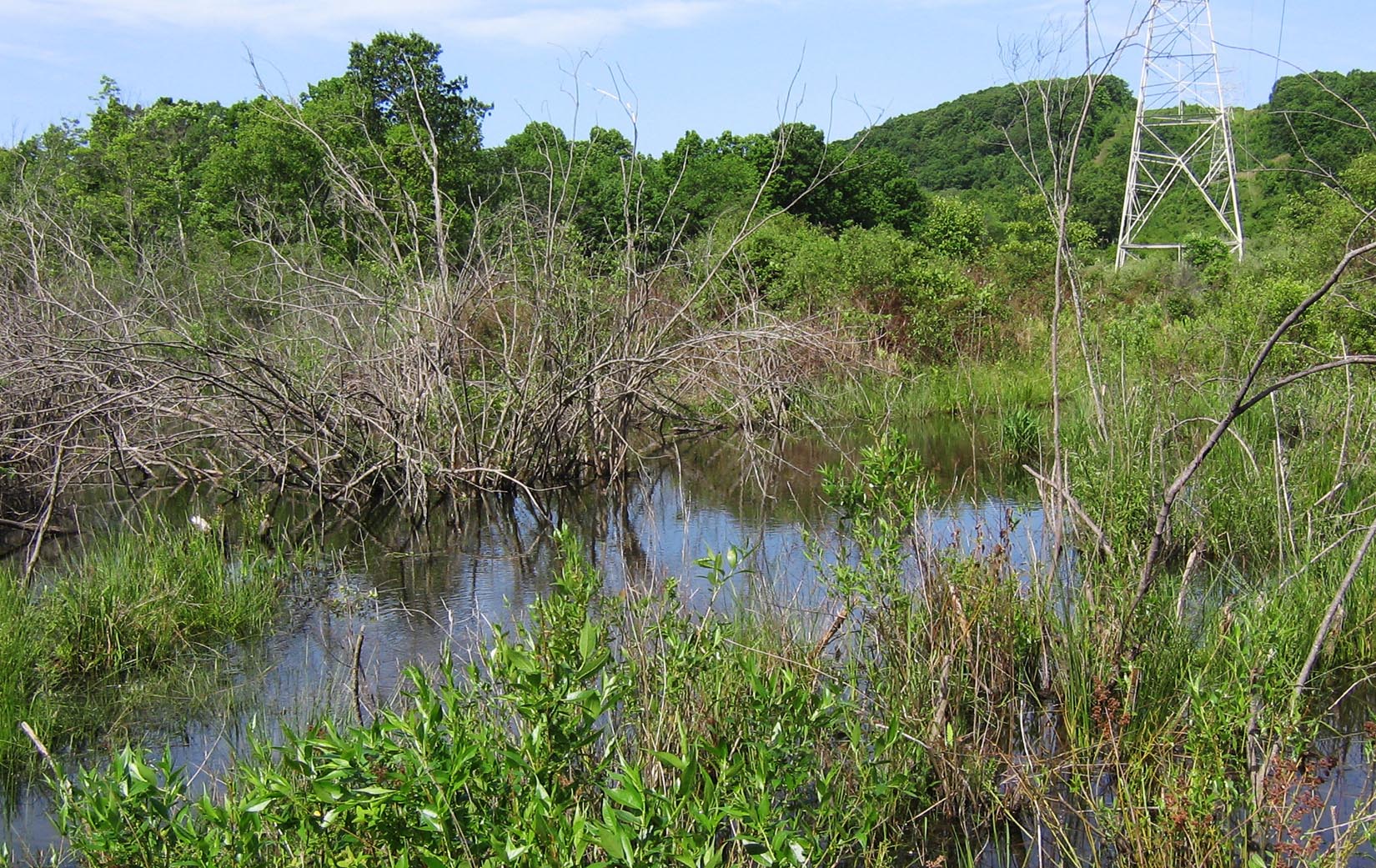 Cricket Valley Generation Facility Fauna Surveys and Training Program
