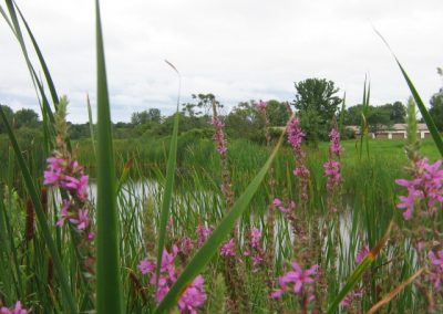 Sterling Water District 2 Wetland Delineation